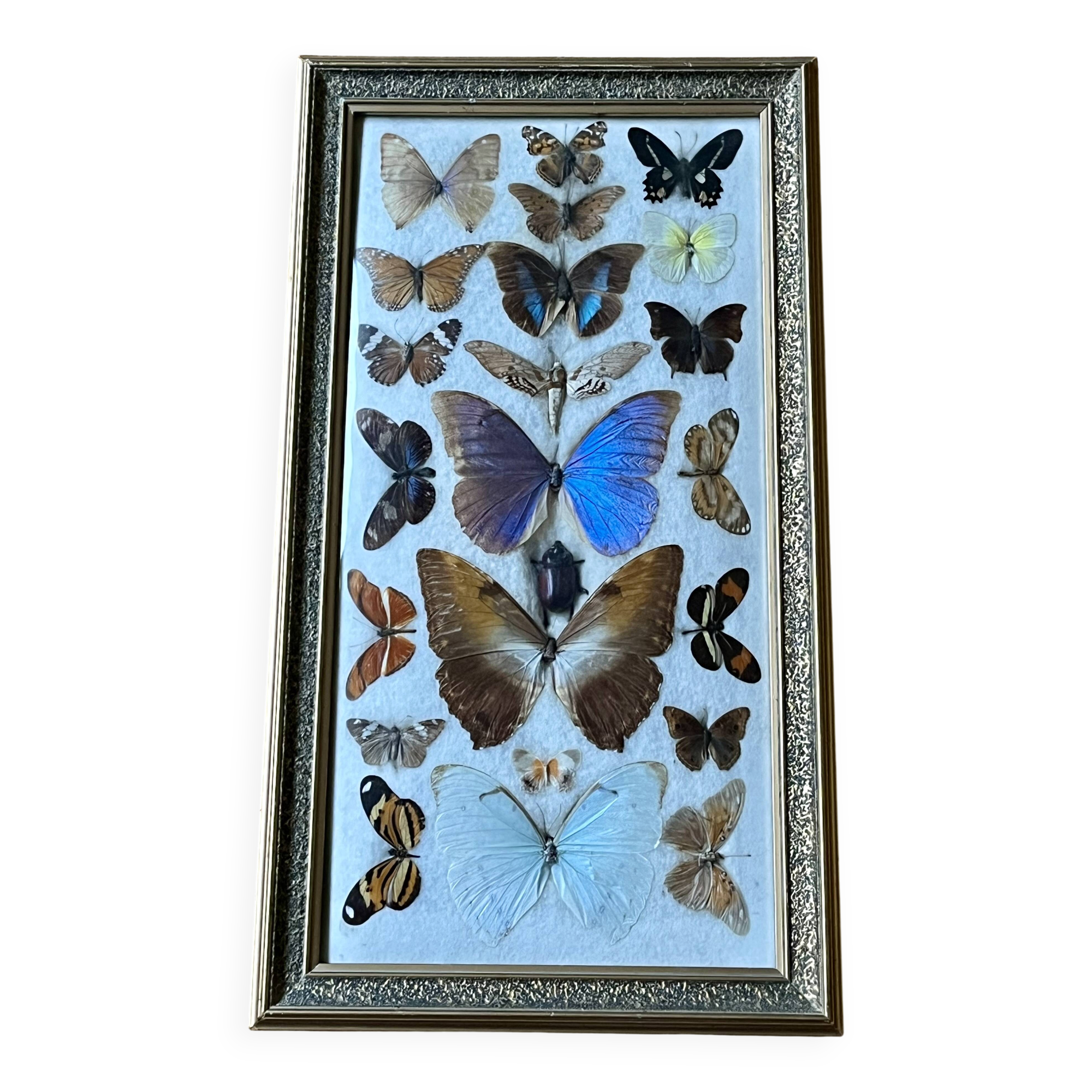 Large entomological frame - 27 mounted butterflies - Very good condition