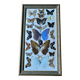 Large entomological frame - 27 mounted butterflies - Very good condition