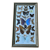 Grand cadre entomologique - 27 Papillons naturalisés- Très bon état