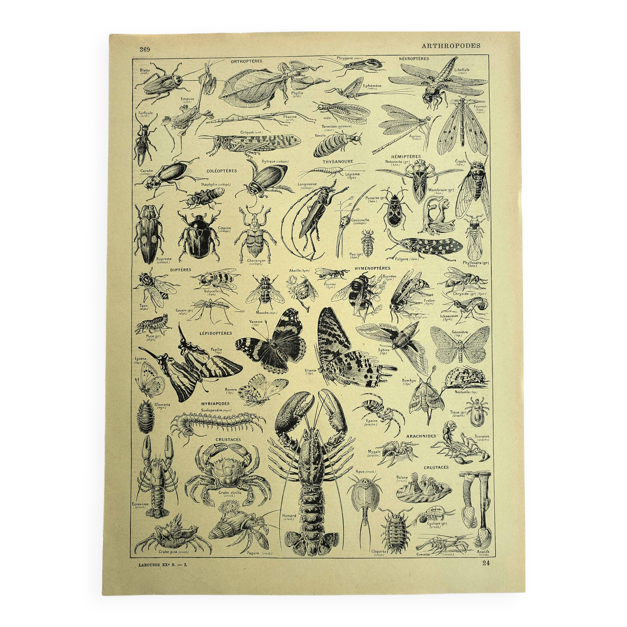 Antique engraving 1928 - Athropods, insect, crustacean, butterfly