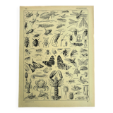 Gravure ancienne 1928 - Athropodes, insecte, crustacé, papillon