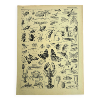 Antique engraving 1928 - Athropods, insect, crustacean, butterfly