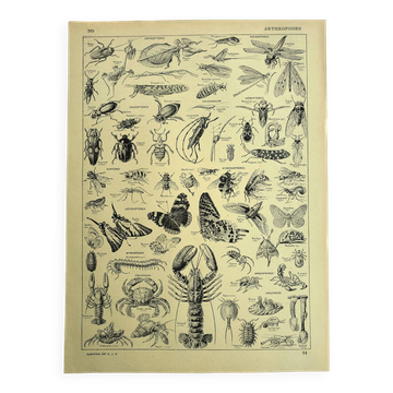 Antique engraving 1928 - Athropods, insect, crustacean, butterfly