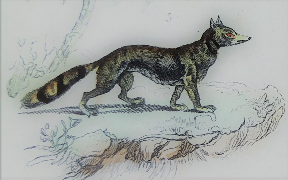 Original zoological plate " Caracal - Serval - Ocelot - &c... " Buffon (1836)
