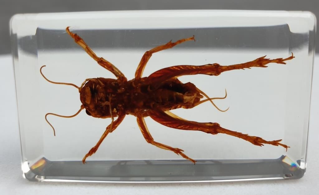 Insect under resin Pakistan giant cricket