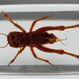 Insect under resin Pakistan giant cricket