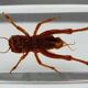 Insect under resin Pakistan giant cricket