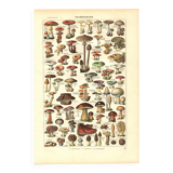 Old engraving from 1923 - Mushrooms by A. Millot - vintage plate