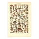 Gravure ancienne de 1923 - Champignons par A. Millot - planche vintage