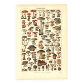 Old engraving from 1923 - Mushrooms by A. Millot - vintage plate