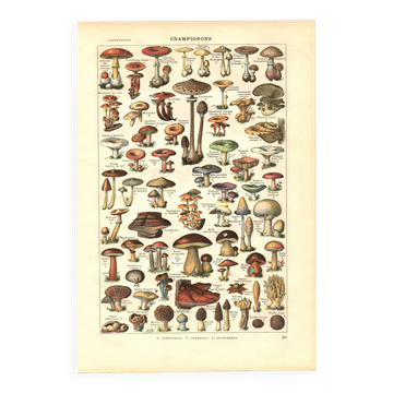 Gravure ancienne de 1923 - Champignons par A. Millot - planche vintage
