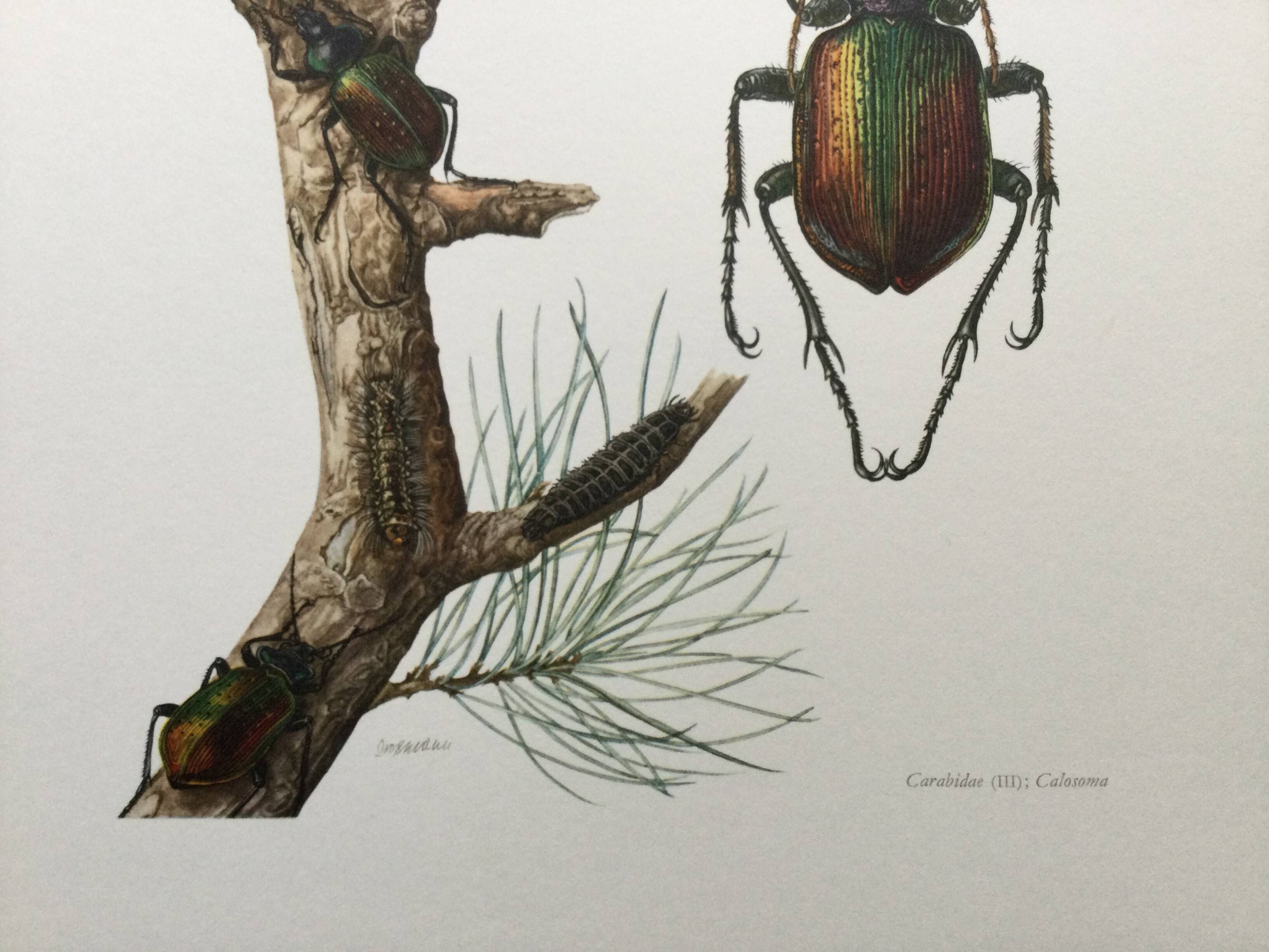 Antique illustration "insects", 1960s