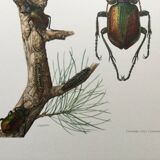 Illustration ancienne "insectes", années 60