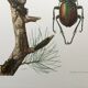 Antique illustration "insects", 1960s