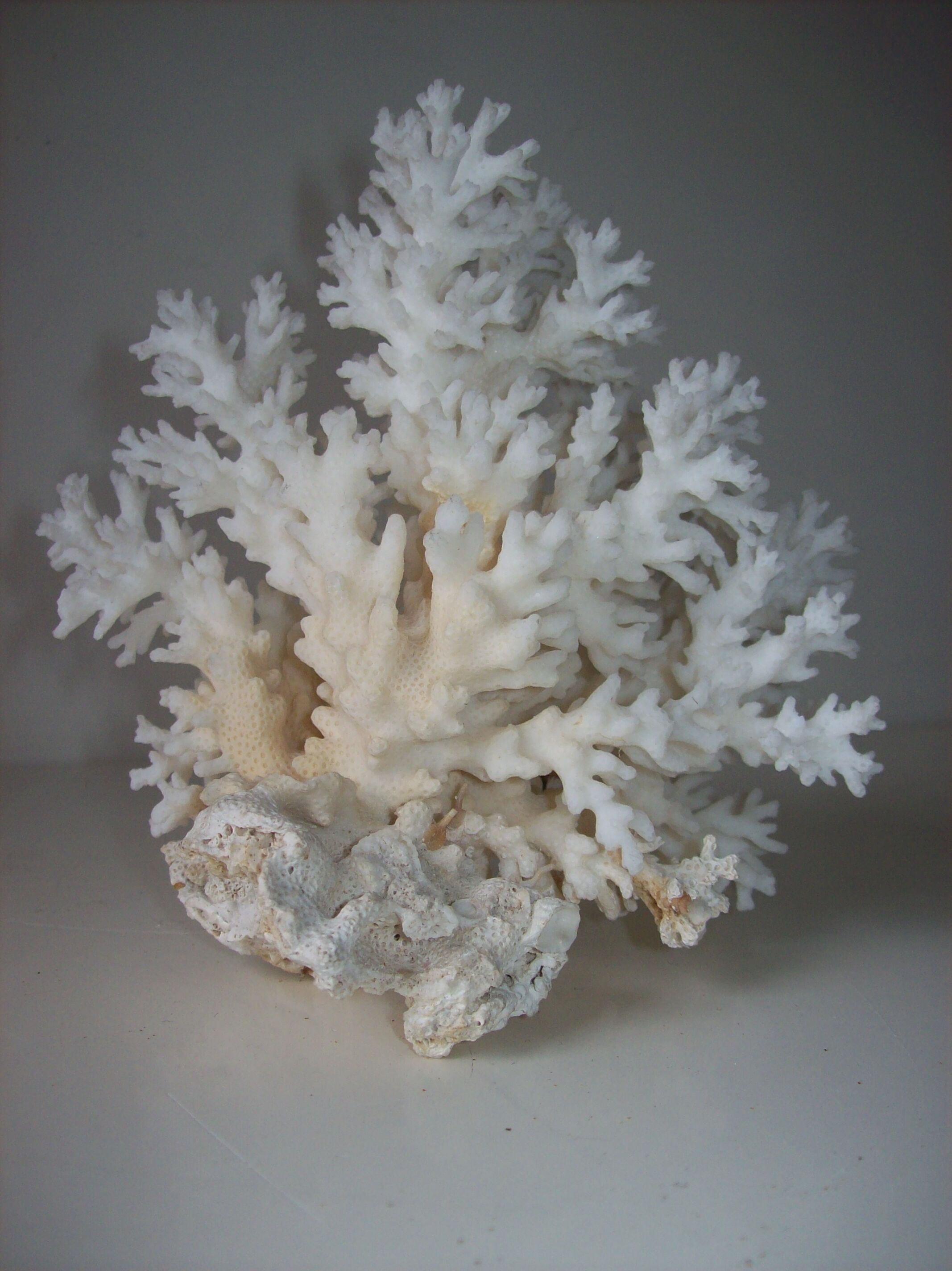 Coral