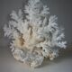 Corail