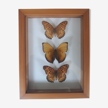 Framed butterflies