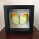 Frame Papillion Anteos Menipe 16 x 16