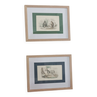 Pair of framed Buffon engravings 43 x 33 cm