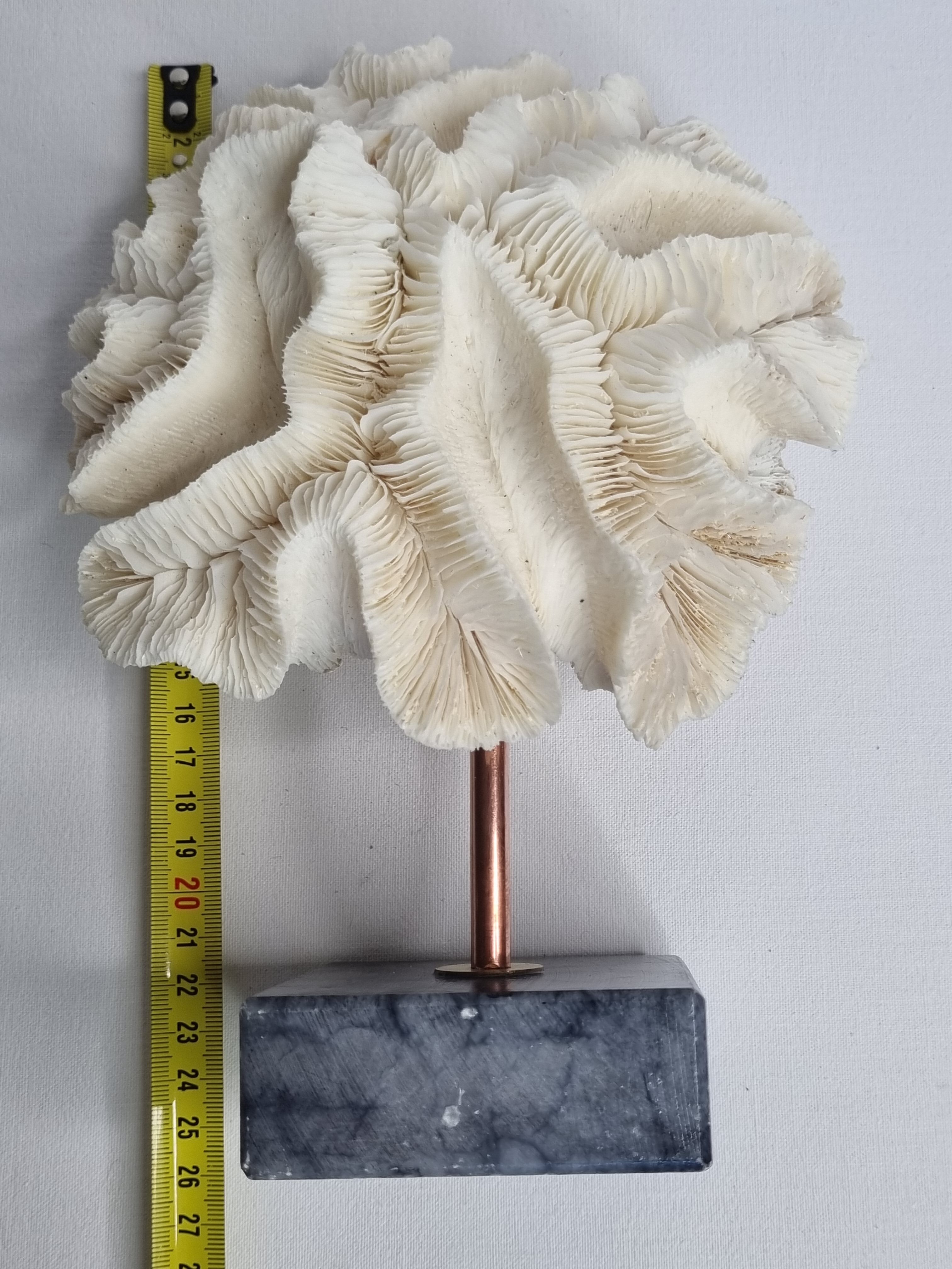 Old white coral "méandrine" on marble base, 25 cm