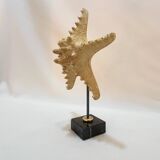 Beautiful old natural starfish on marble base shell curio cabinet