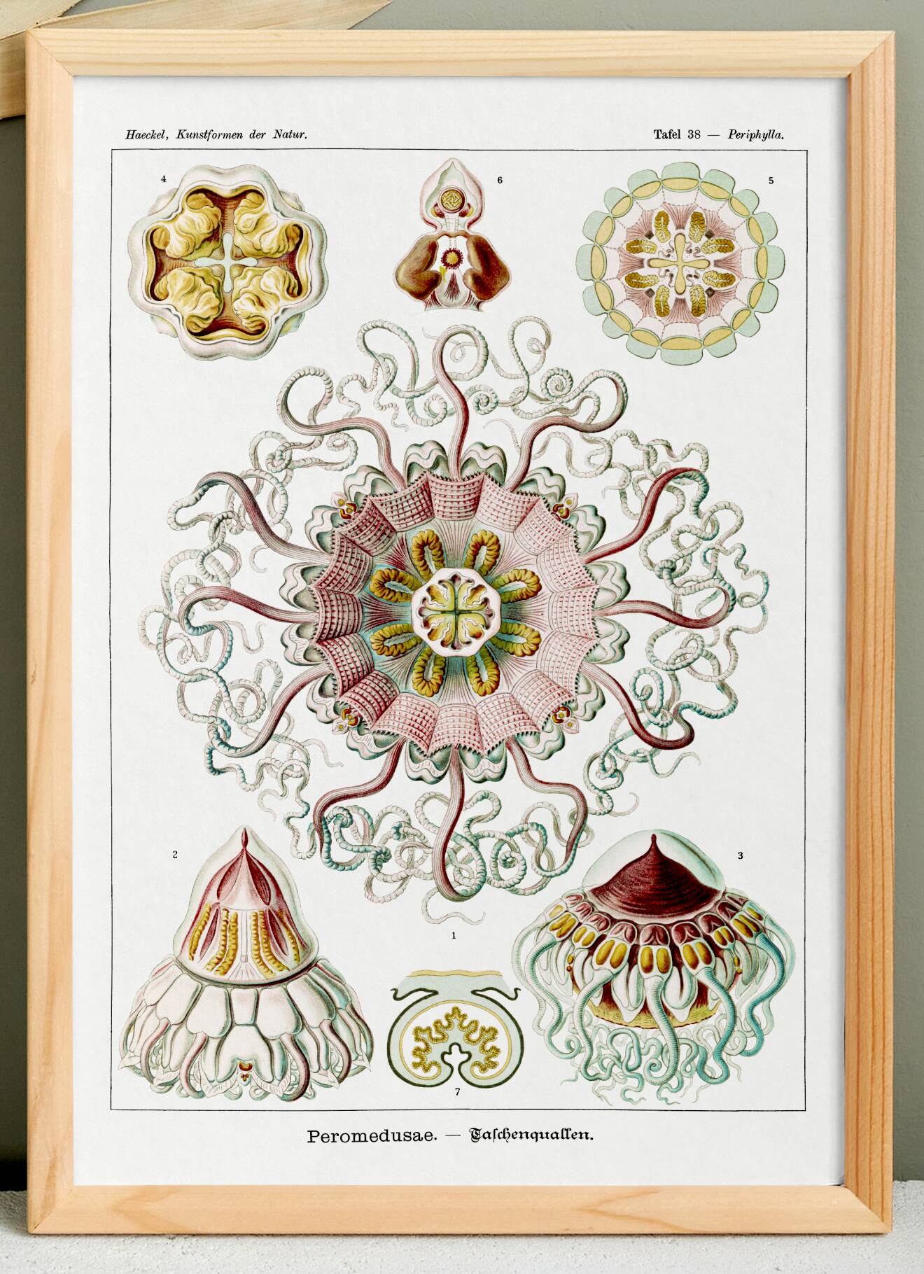 Poster about "umbrella jellyfish", based on an old lithograph