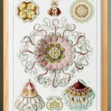 Poster about "umbrella jellyfish", based on an old lithograph