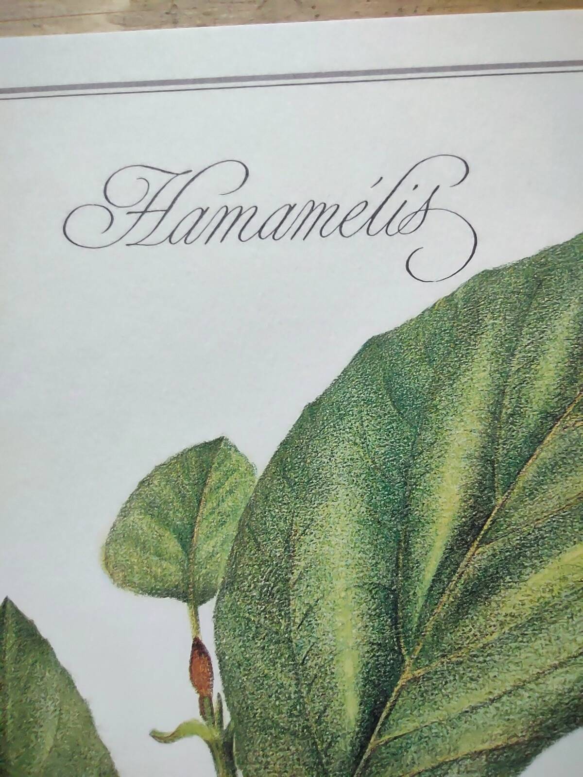 Botanical illustration - Witch hazel - Engraving of medicinal plants. Pastels by C. Michaut