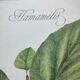 Botanical illustration - Witch hazel - Engraving of medicinal plants. Pastels by C. Michaut