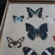 Cadre ancien papillons