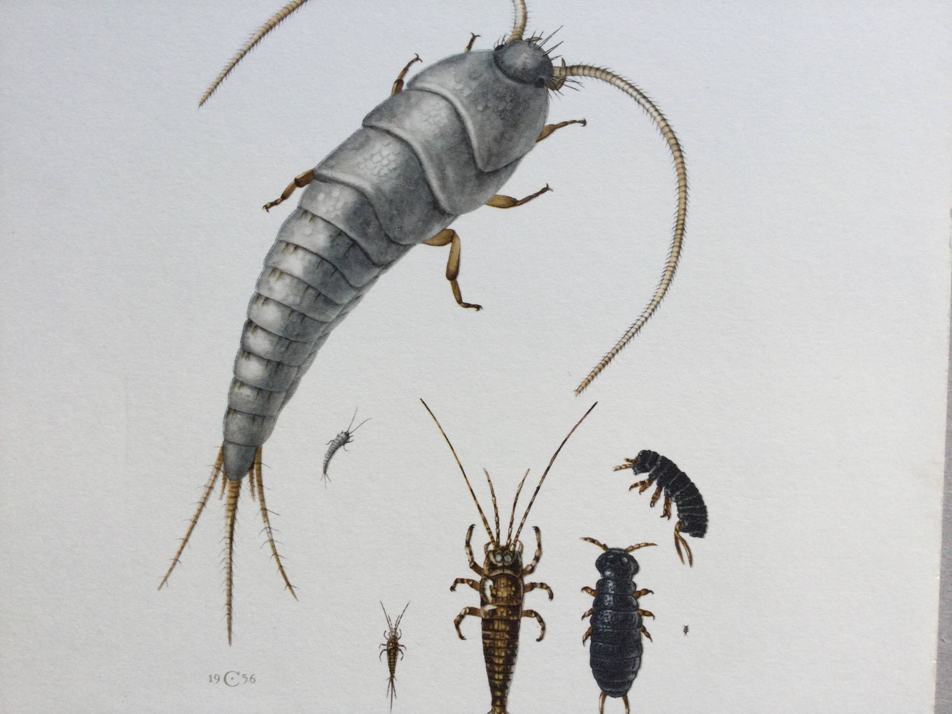 Old illustration "insects", 1960s