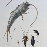 Old illustration "insects", 1960s