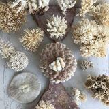White Coral Fungia Scutaria