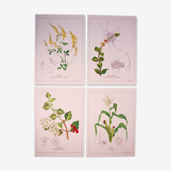 Botanical posters