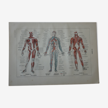 Lithographie gravure sur le corps humain datant de 1905