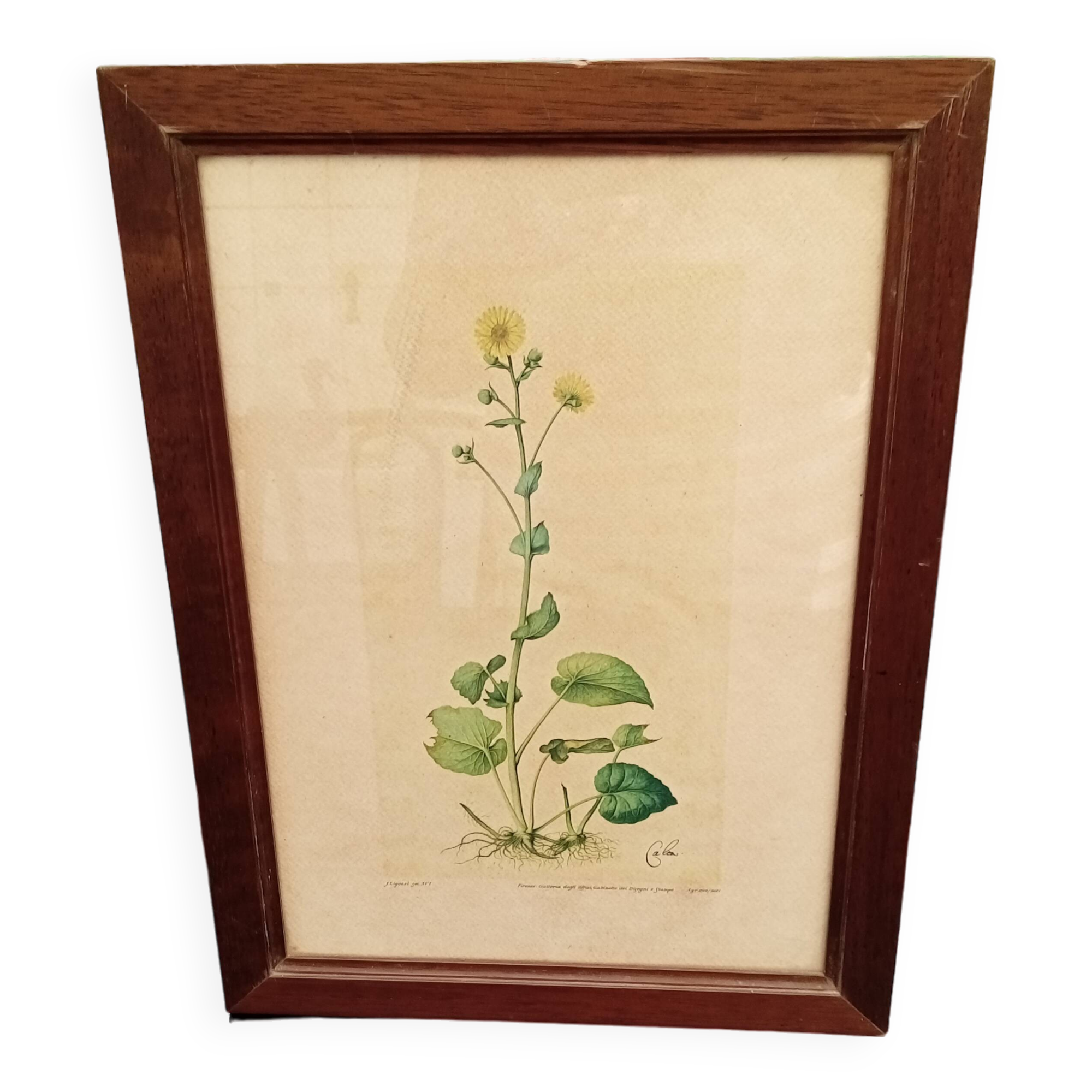 Botanical plate