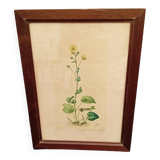 Botanical plate
