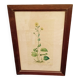Botanical plate