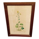 Botanical plate