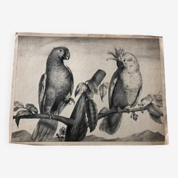 Zoological school poster representing Macaw and Cockatoo parrots