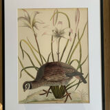 4 original ornithological frames