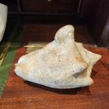 Strombidae Shell