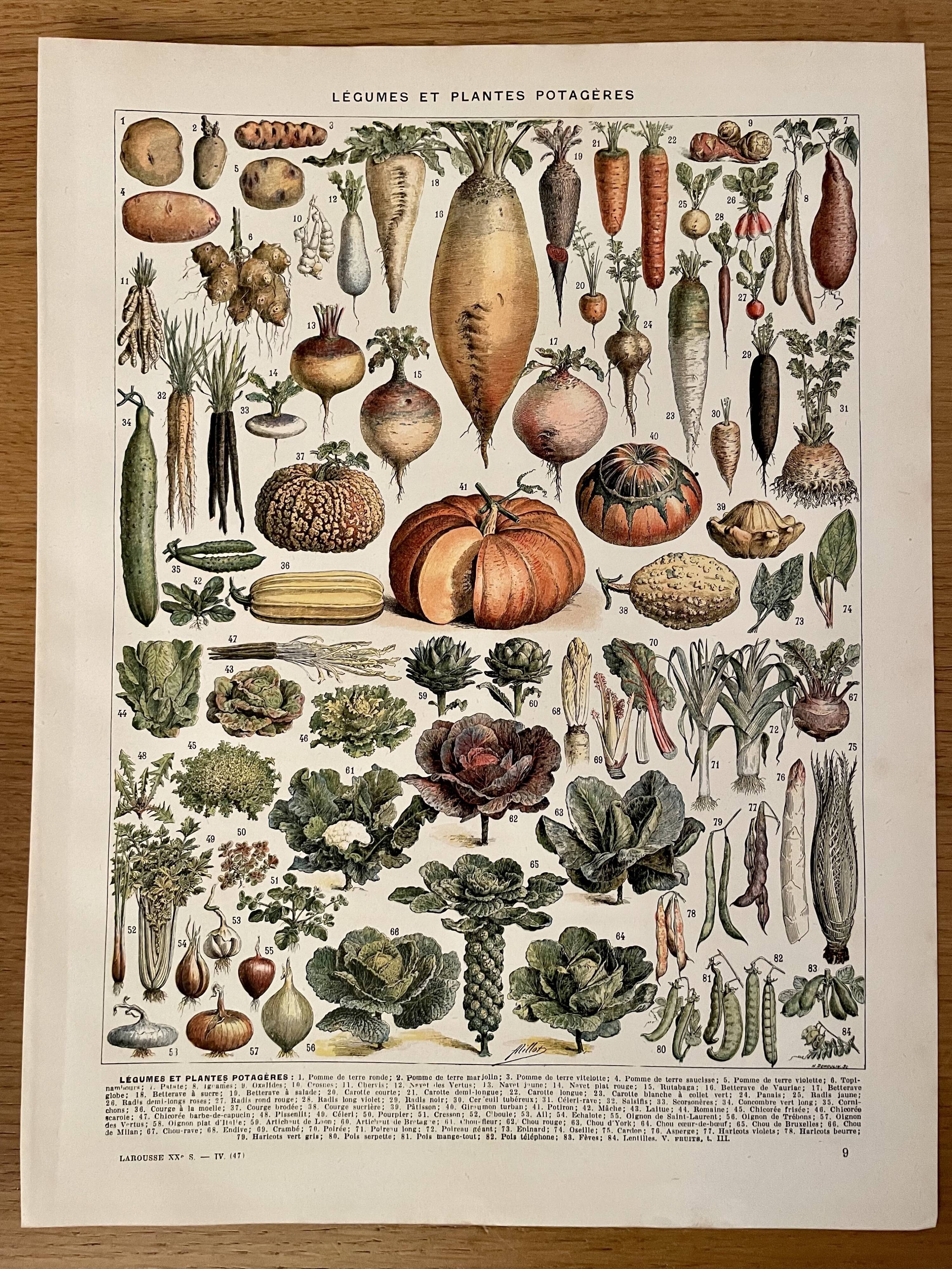 Lithographie sur les légumes et plantes potagères - 1920