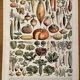 Lithographie sur les légumes et plantes potagères - 1920