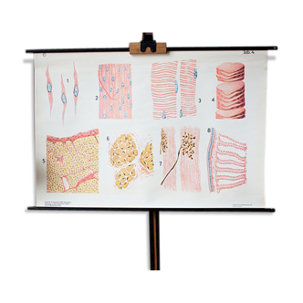 Educational poster structure of a muscle 1969