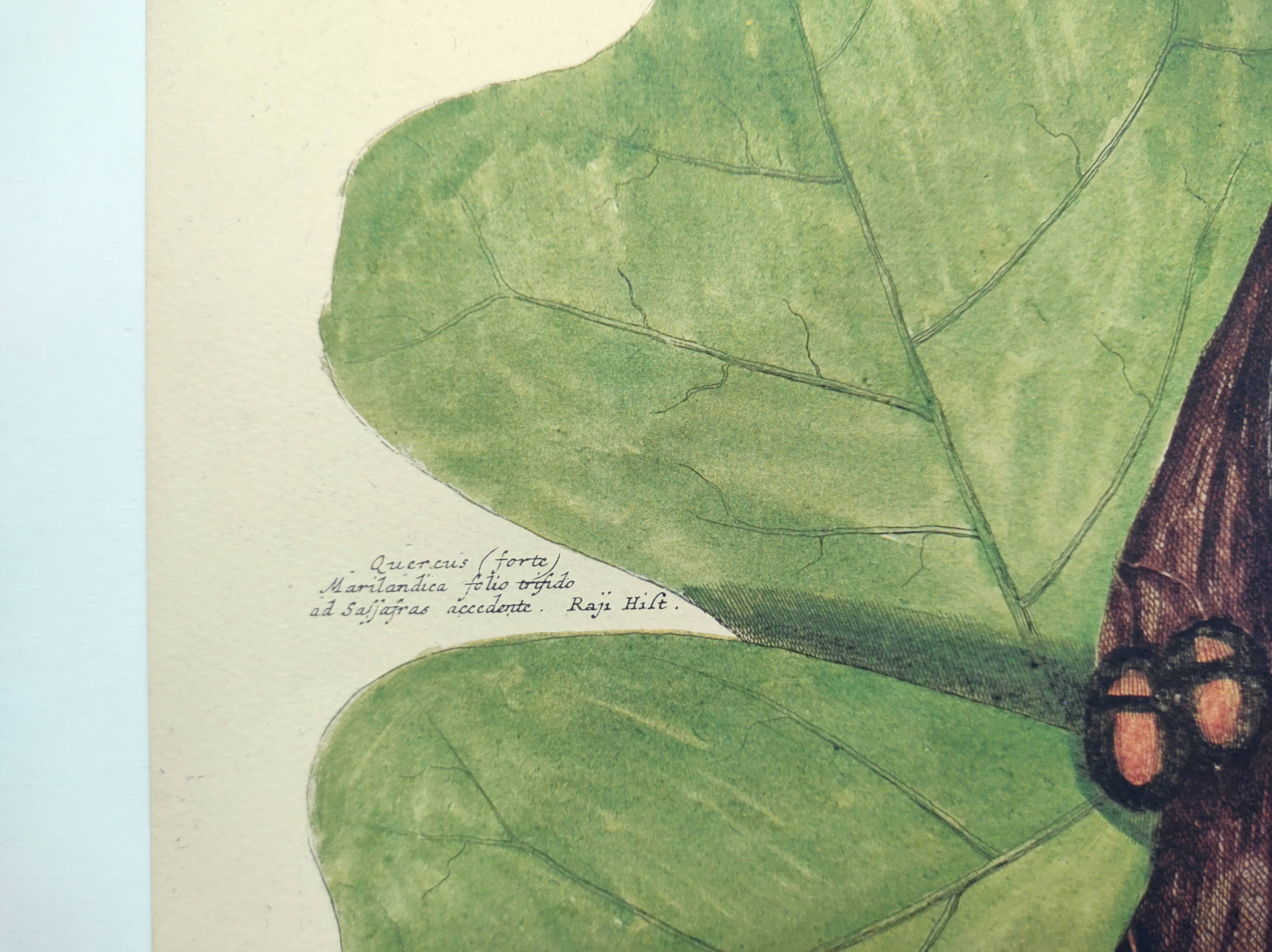 Old bird board - Woodpecker & Woodpecker - Ornithological and zoological engraving by Seligmann & Catesby