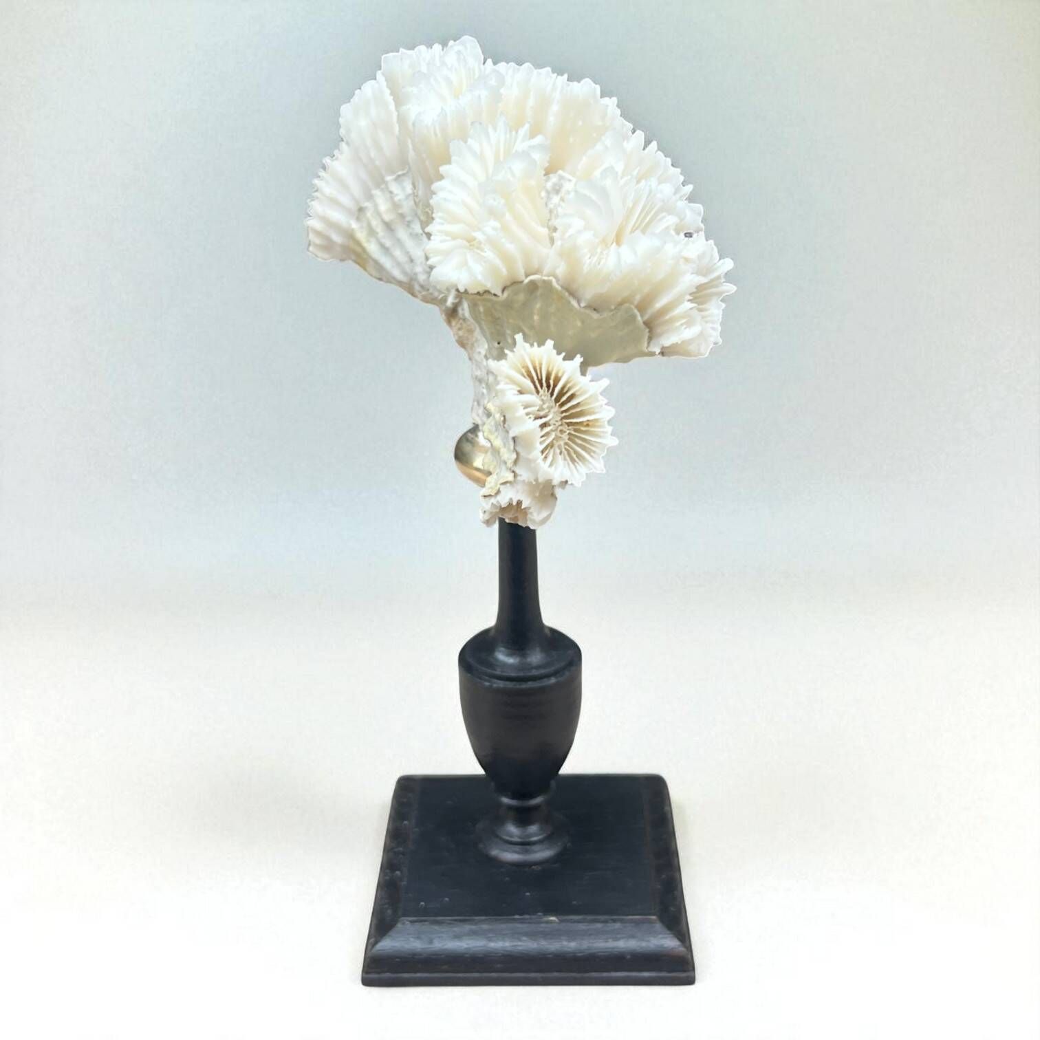 Antique natural white coral on turned wooden base - cabinet of curiosities