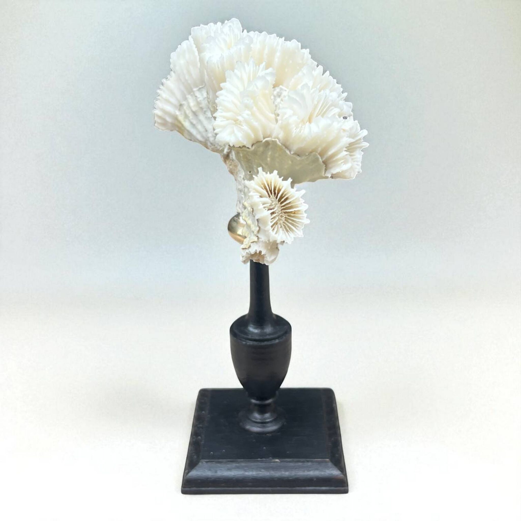 Antique natural white coral on turned wooden base - cabinet of curiosities