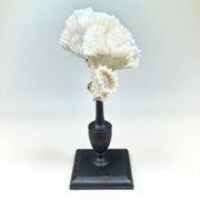 Antique natural white coral on turned wooden base - cabinet of curiosities