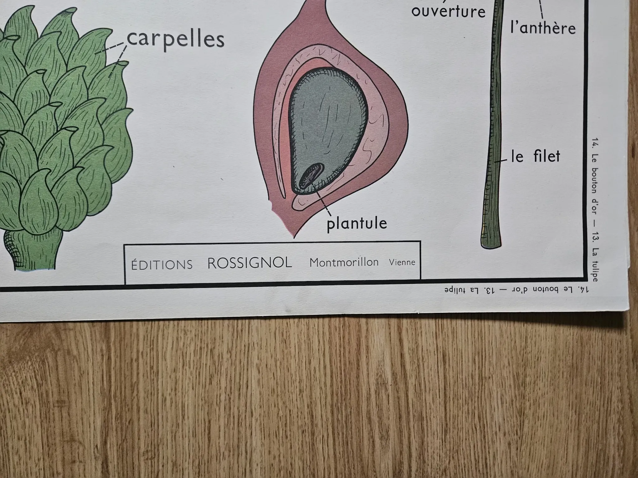 Large school poster The Buttercup and The Tulip Rossignol Editions